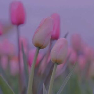 دانلود آهنگ دیدی شد رسیدیم به هم آره شکر با صدای زن